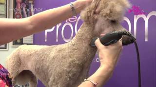 Grooming Guide  Standard Poodle Miami Trim  Pro Groomer [upl. by Lledniw]