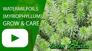 Watermilfoils grow amp care Myriophyllum Water plant [upl. by Tomchay]