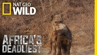 Hyena Hazing  Africas Deadliest [upl. by Aneetsirhc]