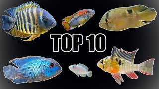 Top 10 Most quotPeacefulquot Cichlids [upl. by Yaluz878]