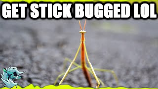 STICK BUG REMIX Stick Bug Meme Song  Bee Swarm Simulator [upl. by Ratna203]