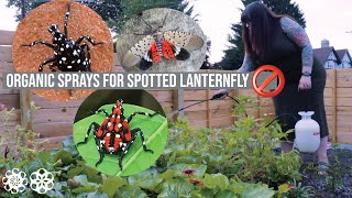 Organic Spray Treatment for Spotted Lanternfly [upl. by Ajar]