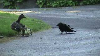 Mama Duck Fights Crows Attacking Baby Ducklings [upl. by Nivrac]