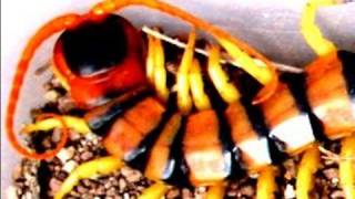 Scolopendra the dangerous centipede of Thailand [upl. by Aicul166]