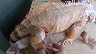 Iguana Behavior  EP 3  Red Iguana Breeding P2 [upl. by Enelhtak]