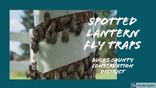 Spotted Lanternfly Tree Banding amp DIY Circle Trap [upl. by Noivert]