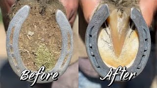 Farrier ASMR  Hoof Restoration  Satisfying [upl. by Marwin350]