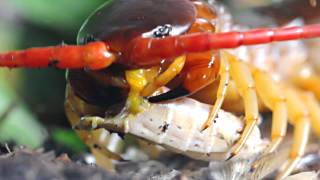 Feeding a Scolopendra dehaani [upl. by Ivo662]