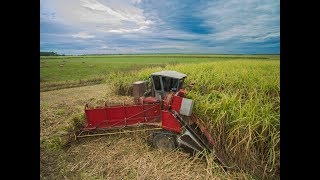 Cutting Sugarcane for 2017 Harvest in Louisiana HD [upl. by Novihc398]