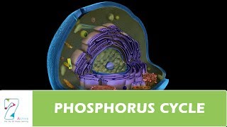 PHOSPHORUS CYCLE [upl. by Ehcsrop]