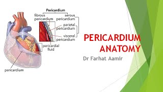 Pericardium Anatomy [upl. by Nerita185]