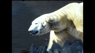 A walk through London Zoo Regents Park in 1977 [upl. by Cornelia]