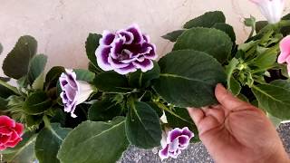 No1 indoor flowering plant Gloxinia care tips Sinningia speciosa [upl. by Daisi]