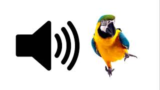 Parrot  Sound Effect  ProSounds [upl. by Cicily]