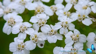 Achillée millefeuille et Mauve voici 2 plantes sauvages comestibles et médicinale [upl. by Nyleimaj740]