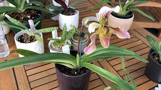 My Paphiopedilum Collection amp How I care for my Lady Slippers [upl. by Thaine301]