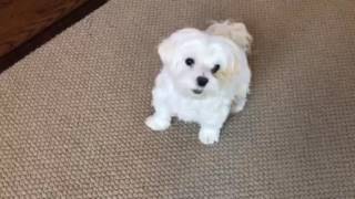 Max the Maltese and his tricks [upl. by Arocahs]