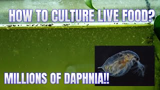 How to Culture Daphnia Secret Method to Breed MILLIONS  Simply Aquatic [upl. by Sucirdor]