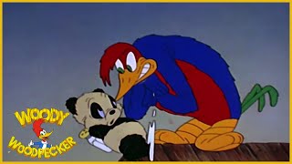 Woody Woodpecker  Knock Knock  Full Episodes [upl. by Eicyac]