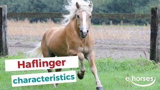 Haflinger  characteristics origin amp disciplines [upl. by Placida]