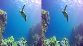 Diving Puako in 3D  Feb 7 2025 [upl. by Ondrea]