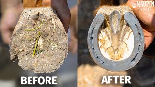 Satisfying Full Horse Hoof Restoration  4K FARRIER ASMR [upl. by Yrekaz]