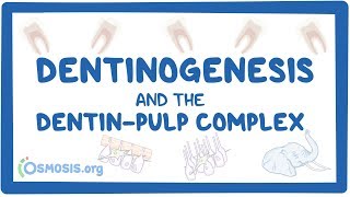 Dentinogenesis and the dentinpulp complex [upl. by Yoccm]