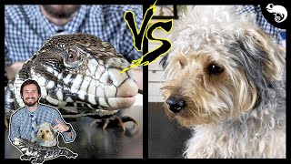 Tegu vs Dog  Head To Head [upl. by Aisatsanna617]