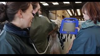 BCF Technology bovine ultrasonography training course [upl. by Appleby421]