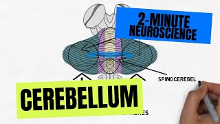 2Minute Neuroscience Cerebellum [upl. by Enytsuj]