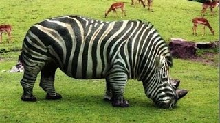 Top 10 Animales Híbridos Más Increíbles del Mundo [upl. by Lessur191]