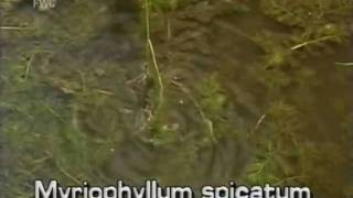 Eurasian watermilfoil Myriophyllum spicatum [upl. by Ilenna]