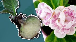 HOW TO PROPAGATE GLOXINIA PLANT BY DIVIDING A TUBER [upl. by Gelasius]