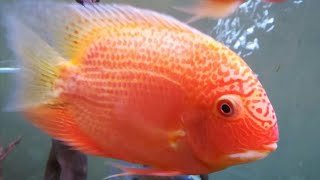 Severum cichlid best tank mates  what fish can you have with Severum cichlids [upl. by Sievert]