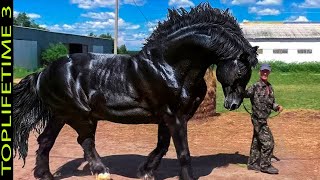 12 Mejores Razas de Caballos Del Mundo [upl. by Tuchman]