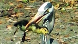 Heron Eats Duckling FYV [upl. by Herrod]