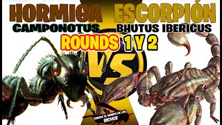 ESCORPIÓN VS HORMIGA CAMPONOTUS  ROUNDS 1 Y 2 [upl. by Eiresed]