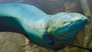 Big amp Deadly ELECTRIC EELS  Amazon River Monsters [upl. by Relyc]