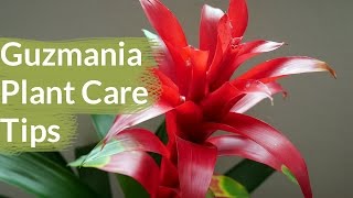 Guzmania Plant Care Tips The Bromeliad With The Vibrant Star Shaped Flower  Joy Us Garden [upl. by Rosenzweig543]