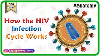 How the HIV Infection Cycle Works  Animated microbiology [upl. by Gierk]