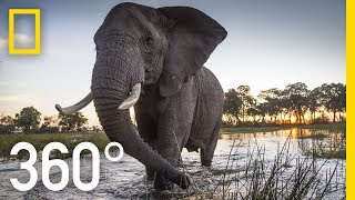 Elephant Encounter in 360  Ep 2  The Okavango Experience [upl. by Aneehsit]