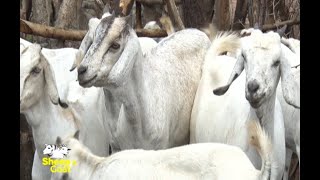 Mixed Goat keeping and the best breeds in Kenya  Part 1 [upl. by Eiramyma]