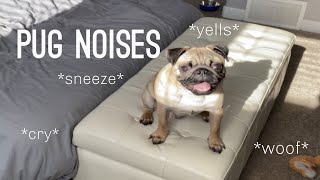 Pug Noises  Compilation [upl. by Nyla418]