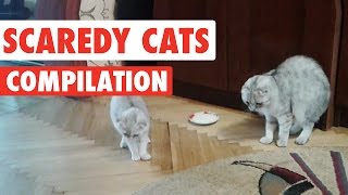 Scaredy Cats Video Compilation 2016 [upl. by Chao]