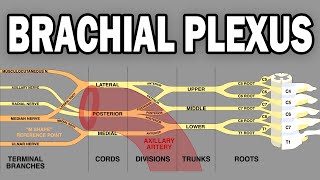 THE BRACHIAL PLEXUS AND UPPER LIMB INNERVATION [upl. by Spector]