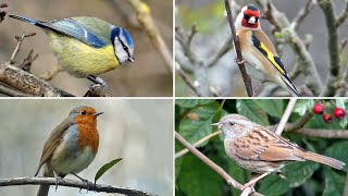 UK Garden Bird Identification Guide  Bird Names and Songs [upl. by Otrebor644]