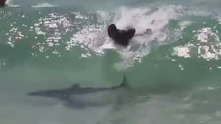 Surfer Catches Wave With Shark [upl. by Healy166]