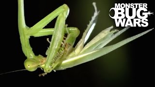 Bronzed Huntsman Spider vs Slender Necked Mantis  MONSTER BUG WARS [upl. by Kristan]