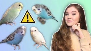 What You Need to Know Before Getting a Budgie THE TRUTH About Budgies as Pets [upl. by Brout]