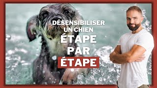 Chien peureux  comment le désensibiliser étape par étape [upl. by Cirtemed]